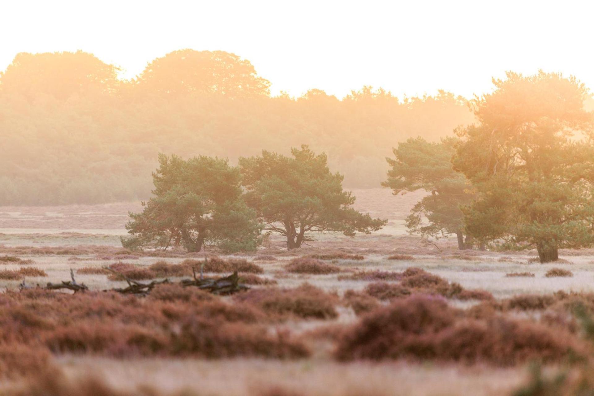 Top Luxe Chalet - Kindvriendelijk - Bos En Heide ฮาร์เดอร์วิก ภายนอก รูปภาพ