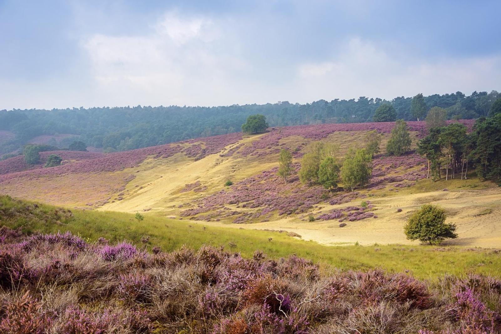 Top Luxe Chalet - Kindvriendelijk - Bos En Heide ฮาร์เดอร์วิก ภายนอก รูปภาพ