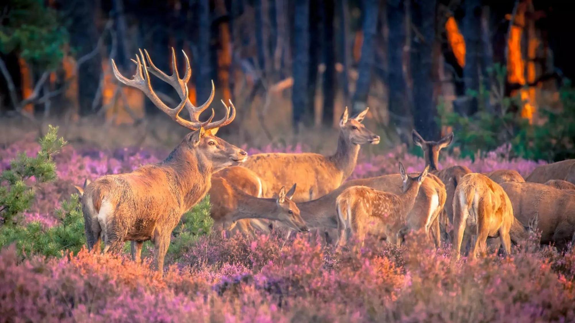 Top Luxe Chalet - Kindvriendelijk - Bos En Heide ฮาร์เดอร์วิก ภายนอก รูปภาพ